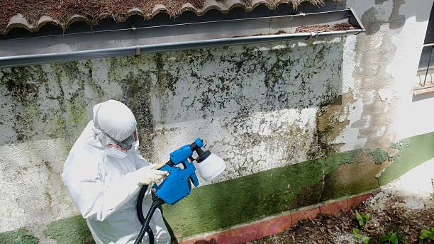 Trusted Mold Removal service in Rutherford, NJ - Cheap Mold Removal
